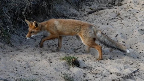 Young red fox (vulpes vulpes) digging a den - wildlife - 4K/HD stock video Stock Footage 122745827