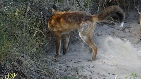 Young red fox (vulpes vulpes) digging a den - wildlife - 4K/HD stock video Stock Footage 122745935