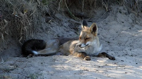 Young red fox (vulpes vulpes) resting in sand - wildlife - 4K/HD stock video Stock Footage 122753348