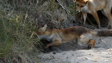 Young red fox (vulpes vulpes) digging a den - wildlife - 4K/HD stock video Stock Footage 122753425