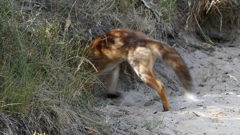 Young red fox (vulpes vulpes) digging a den - wildlife - 4K/HD stock video Stock Footage 122753975