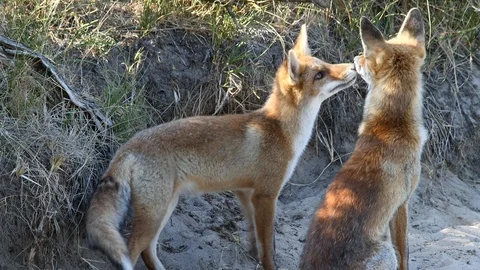 Young red fox (vulpes vulpes) sniffing brother - wildlife - 4K/HD stock video Stock Footage 122754083