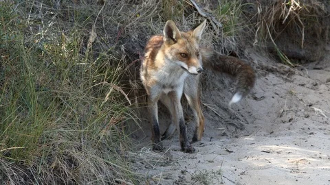Young red fox (vulpes vulpes) infront of den - wildlife - 4K/HD stock video Stock Footage 122754527