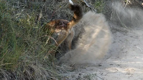 Young red fox (vulpes vulpes) digging a den - wildlife - 4K/HD stock video Stock Footage 122754752