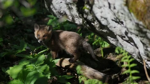 Young red fox (vulpes vulpes) in the forest Video stock 154072056