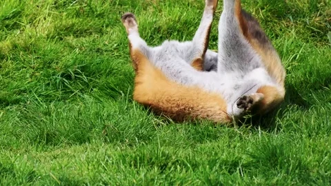 Young Red Fox (Vulpes vulpes) Playing Stock Footage 195098675