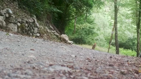 A Young Red Fox (Vulpes Vulpes). Stock Footage 202843804