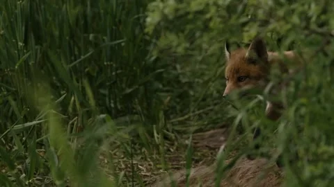 Young Red Fox (Vulpes vulpes) Looking Around Near Den Stock Footage 264602643