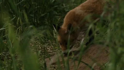 Young Red Fox (Vulpes vulpes) Looking Around Near Den Stock Footage 264602946
