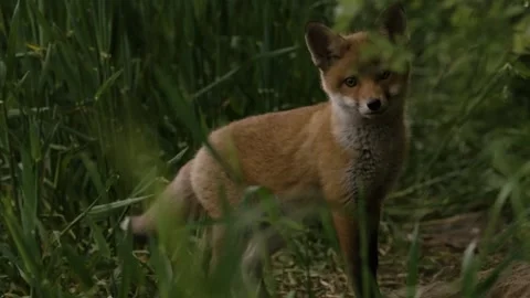 Young Red Fox (Vulpes vulpes) Looking Around Near Den Stock Footage 264602974