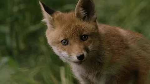 Young Red Fox (Vulpes vulpes) Looking Around Near Den Stock Footage 264603557