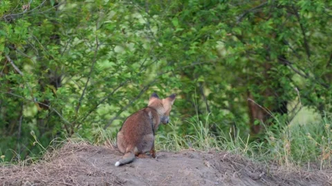 A young red fox Vulpes vulpes looks into the distance cautiously and runs away.  Stock-Footage 309333338