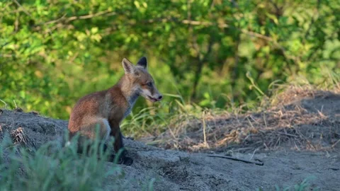 A young red fox Vulpes vulpes grooms itself and looks around. Slow motion Stock-Footage 309333350