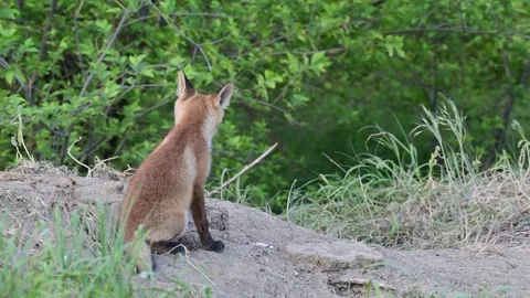 Young red fox (Vulpes vulpes) in the wild, slow motion Stock-Footage 328663367