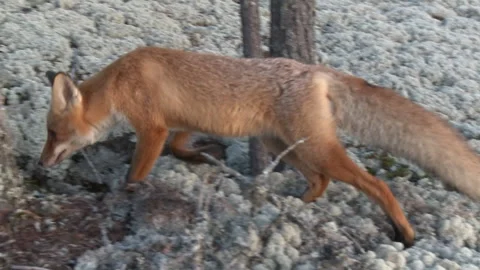 A young red fox is walking in the forest, sniffing the ground and wood Stock Footage 288004406