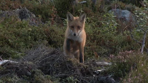 A young red fox walking towards the camera in the forest, leaving the picture. Stock Footage 287725217