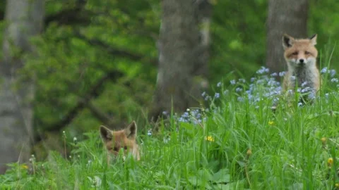 Young red fox in the wild. The cub sits next to its den. Stock Footage 154922477