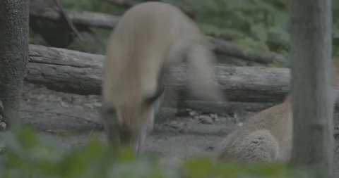Young Red Foxes (Vulpes vulpes) play. Stock Footage 104674327