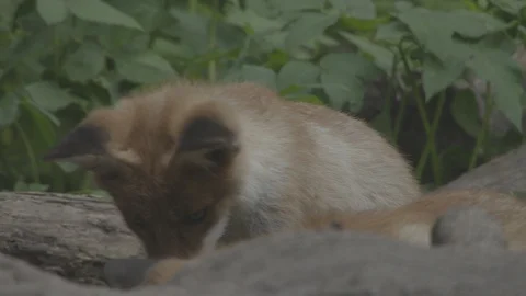 Young Red Foxes (Vulpes vulpes) eating. Stock Footage 104679839