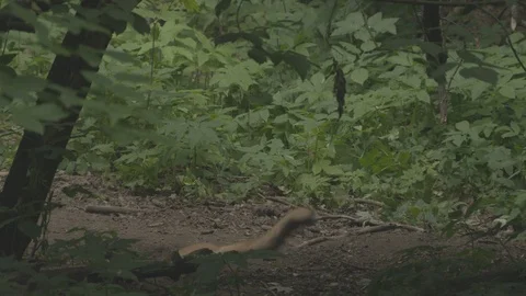 Young Red Foxes (Vulpes vulpes) hiding into the hole. Stock Footage 104684536