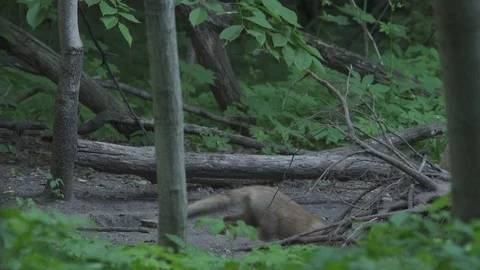 Young Red Foxes (Vulpes vulpes). Young Fox goes into the hole. Stock Footage 104686874
