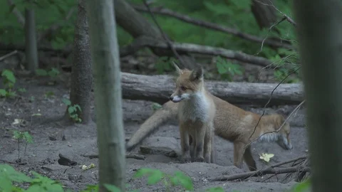Young Red Foxes (Vulpes vulpes) in the forest. Stock Footage 104688436