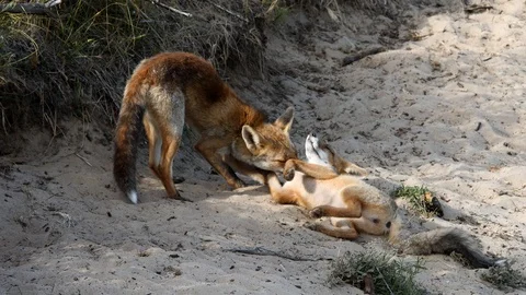 Young red foxes (vulpes vulpes) pair grooming - wildlife - 4K/HD stock video Stock Footage 122745053