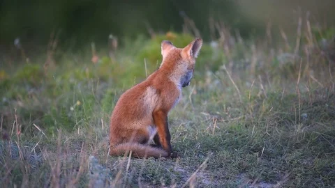 Young Red Foxs sitting on the grass near his burrows Stock Footage 92205811