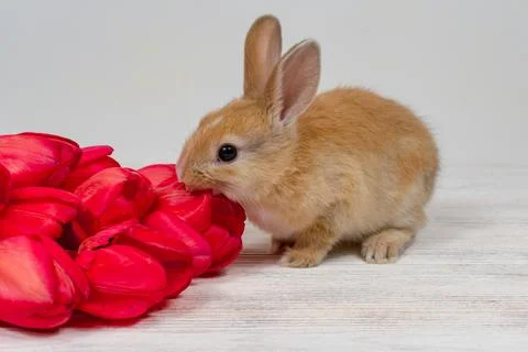 Young red-haired rabbit with tulips on a white background. Easter concept Stock Photos