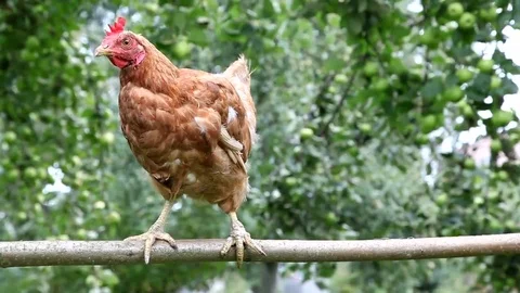 Young red hen in the garden Video stock 69085514