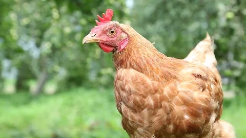 Young red hen in the garden Video stock 69087283