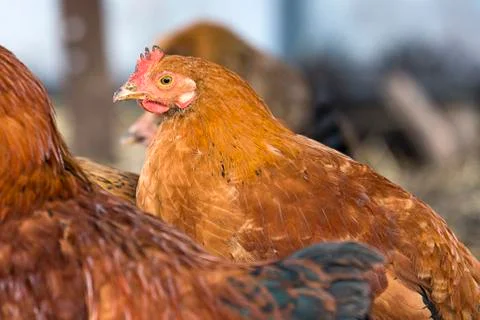 Young red hen Stock Photos