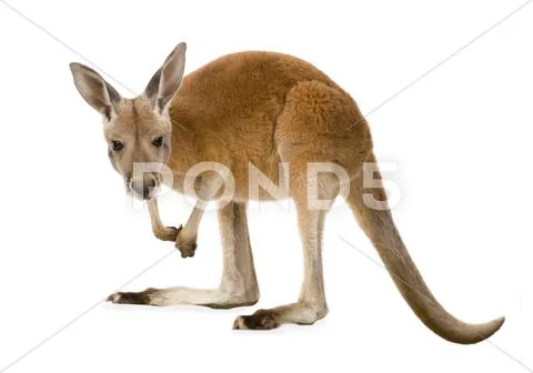 Young red kangaroo (9 months) - Macropus rufus Stock Photos