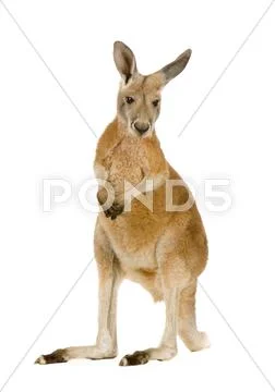 Young red kangaroo (9 months) - Macropus rufus Stock Photos