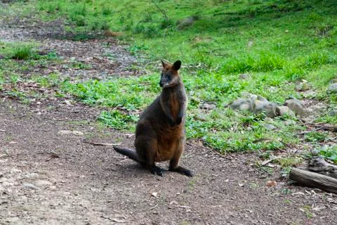 Young red kangaroo Stock Photos
