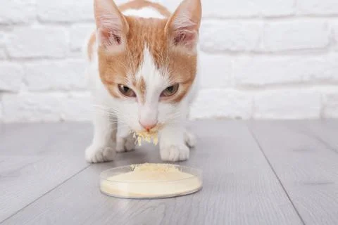Young red kitten eats dry yeast extract from petri cup Stock Photos