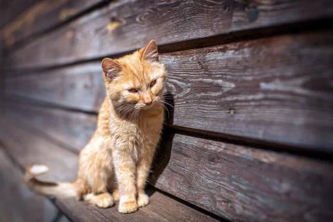 Young red kitten Stock Photos