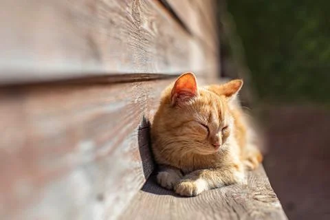Young red kitten Foto stock