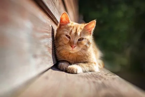 Young red kitten Stock Photos