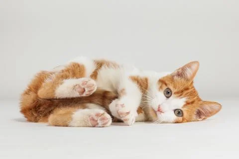 Young red kitten posing Stock Photos