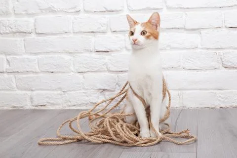 Young red kitten posing Stock Photos