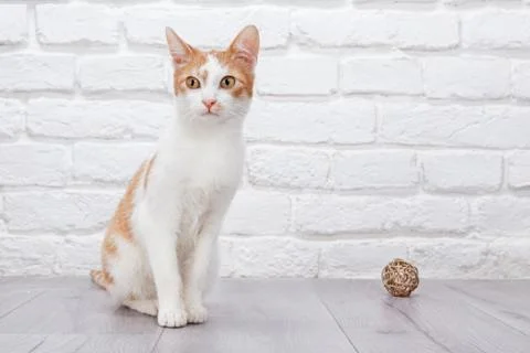 Young red kitten posing Stock Photos