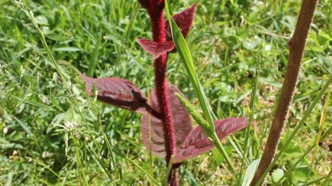Young Red Kiwi Plant Sprouting in Spring Garden Close Up 스톡 동영상 335731189