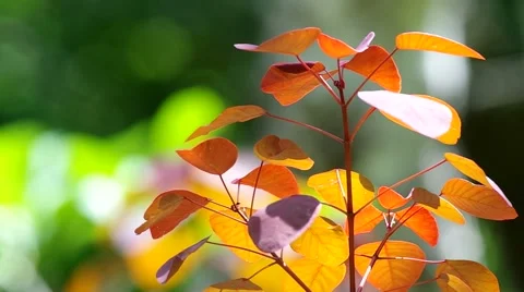 Young red leafs are shaking Stock Footage 50117017