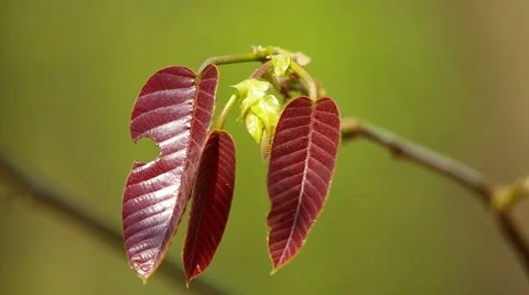 Young red leafs of plant Stock Footage 49323376