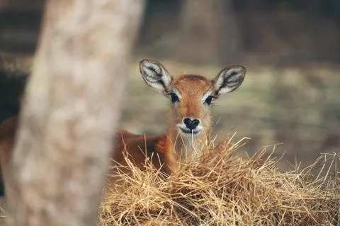 Young red lechwe Foto stock