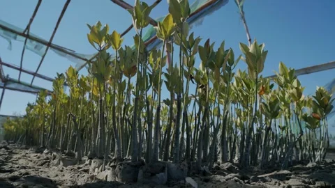 Young Red mangrove (Rhizophora Mangle) propagated Stock Footage 308495720