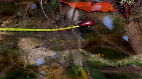 Young Red Mangrove Seedling Resting in Tidal Pool Vídeos de archivo 338314128