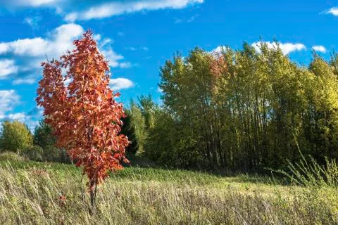 Young red maple on a background of green trees and blue sky. Stock Photos