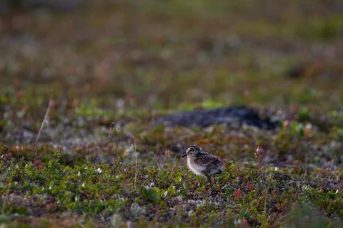 Young Red-necked Phalarope, Phalaropus lobatus, running along the willows on the 스톡 사진